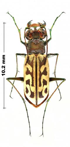 Réf. 245 199 : Habrodera nitidula